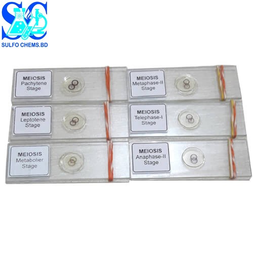 Meiosis Permanent Slide 1 Set